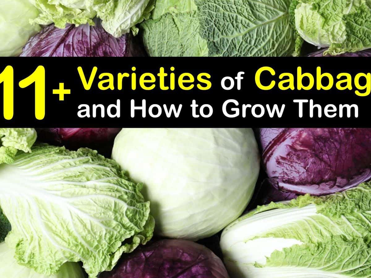 Detail Cabbage Types Images Nomer 47