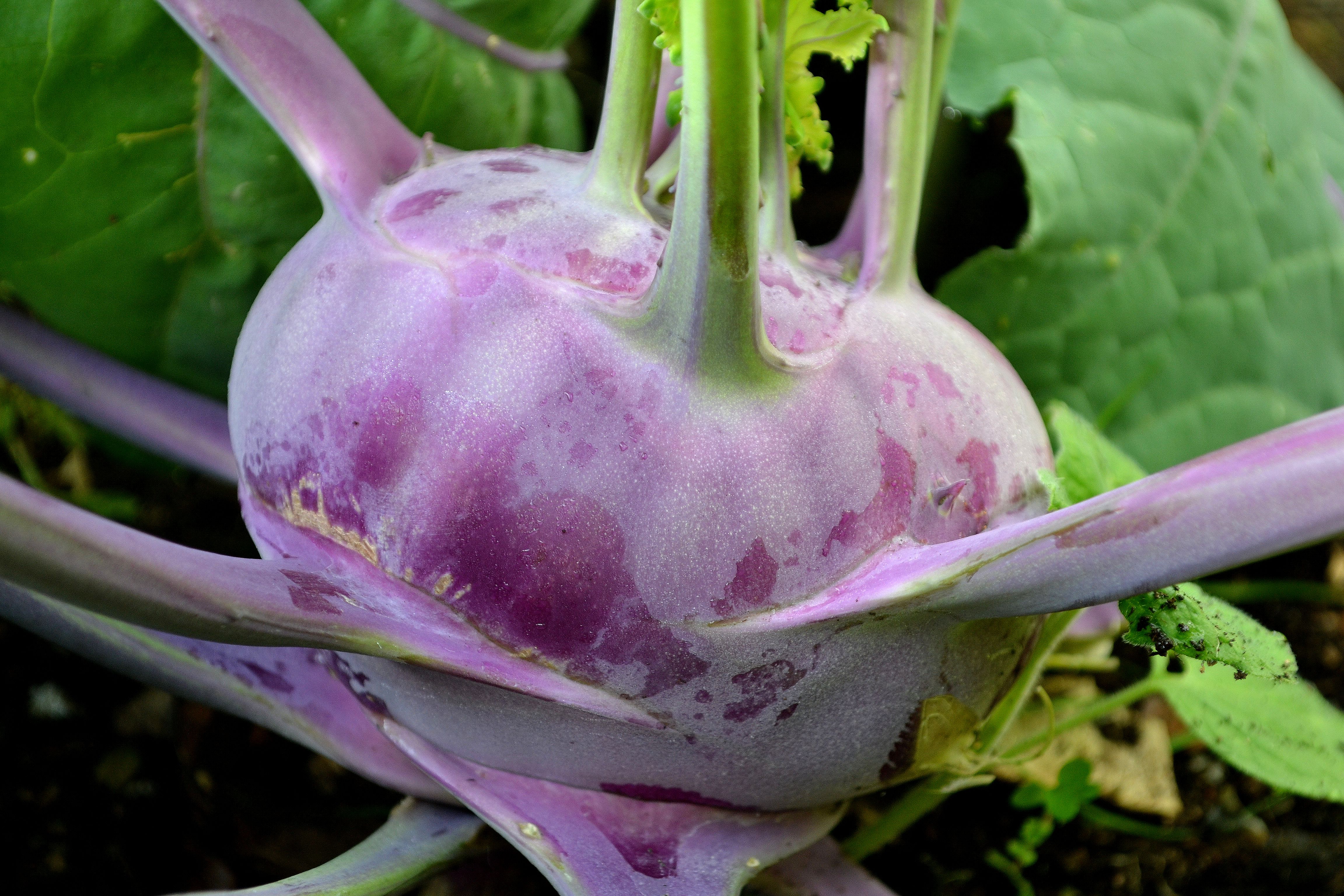 Detail Cabbage Types Images Nomer 49
