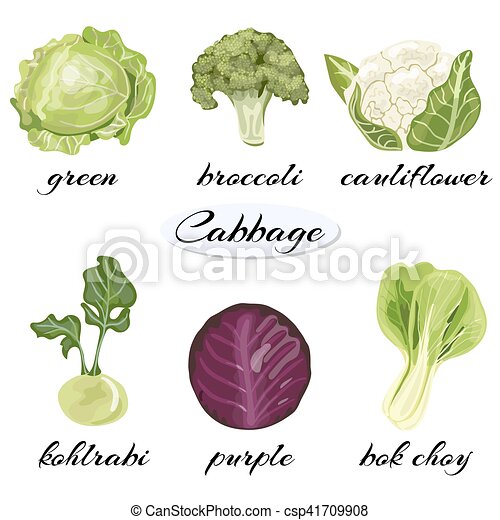 Detail Cabbage Types With Pictures Nomer 16