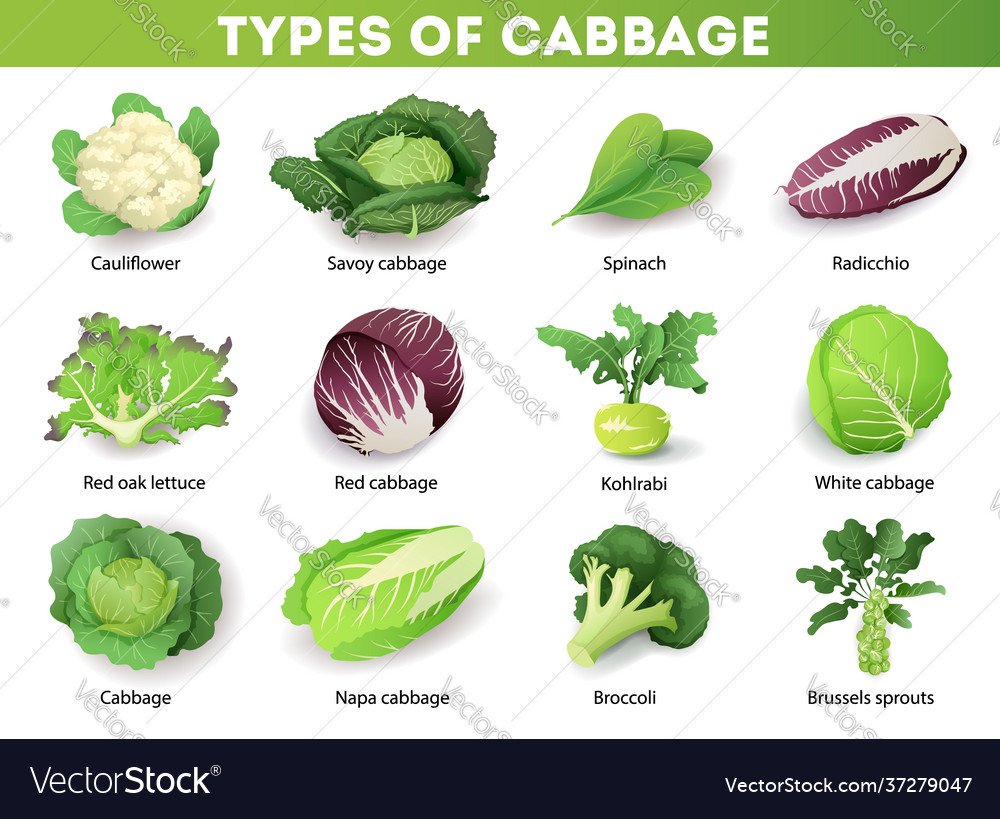 Detail Cabbage Types With Pictures Nomer 3