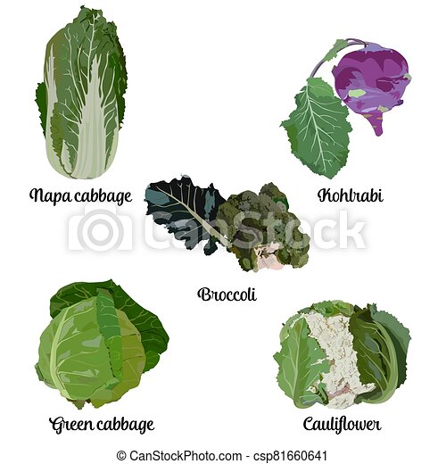 Detail Cabbage Types With Pictures Nomer 28