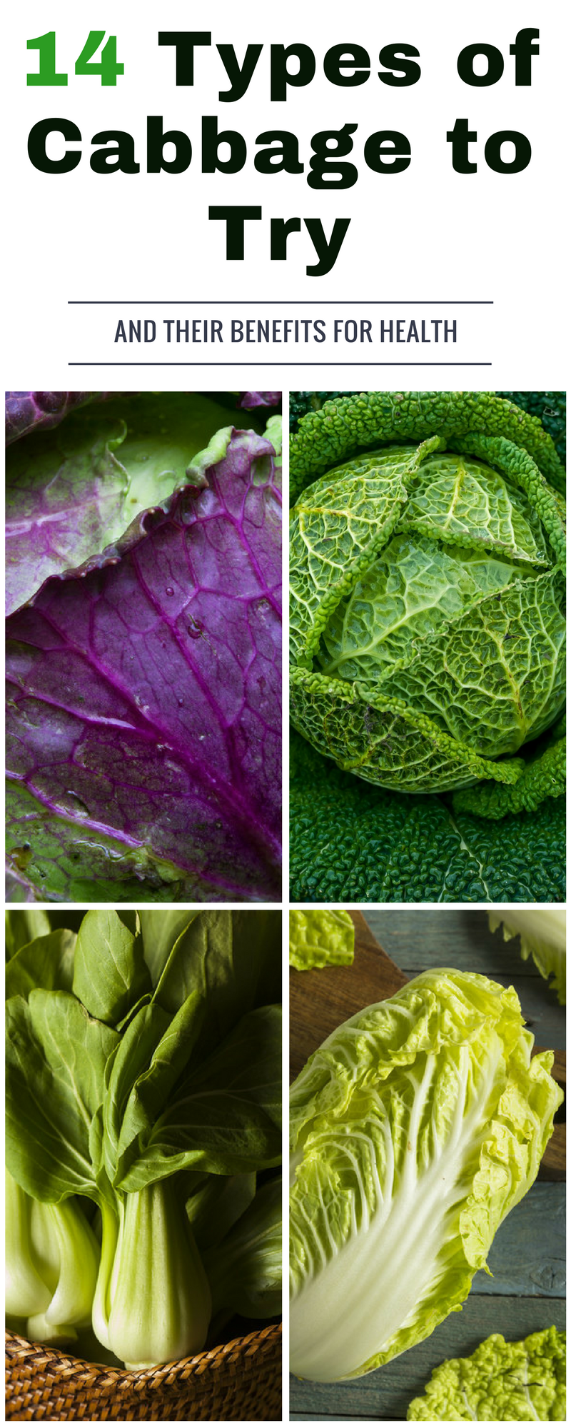 Detail Cabbage Types With Pictures Nomer 29