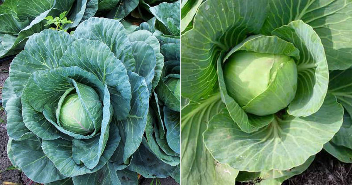 Detail Cabbage Types With Pictures Nomer 40