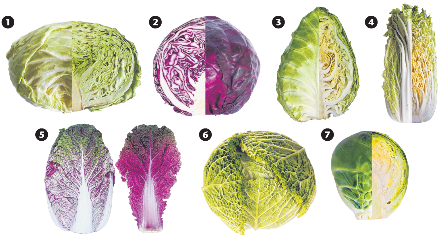 Detail Cabbage Types With Pictures Nomer 50