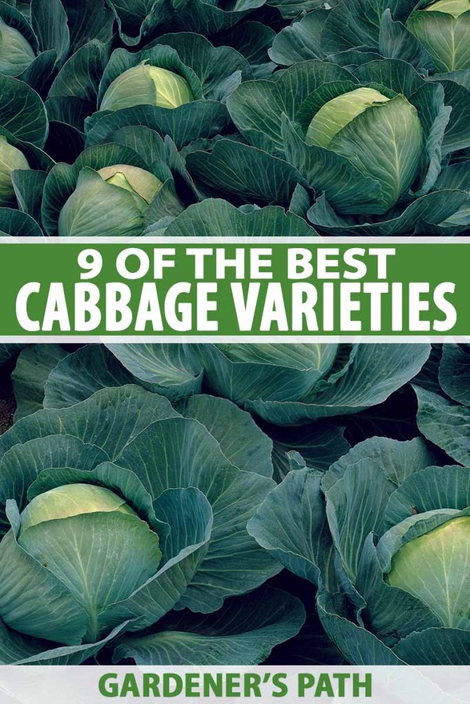 Detail Cabbage Varieties Pictures Nomer 3