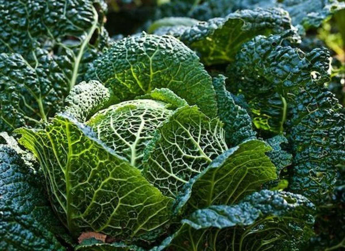 Download Cabbage Varieties Pictures Nomer 5