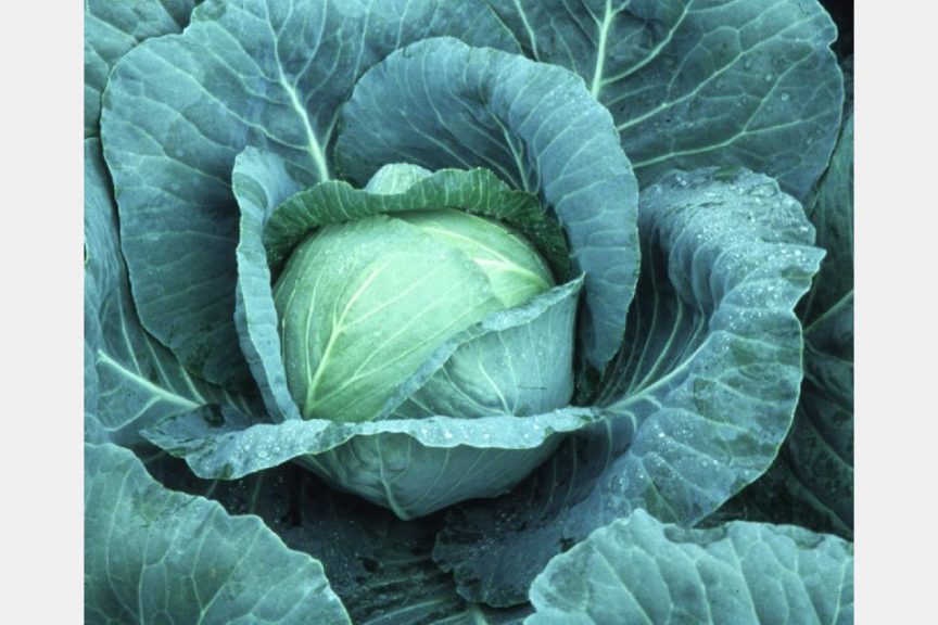 Detail Cabbage Varieties Pictures Nomer 40