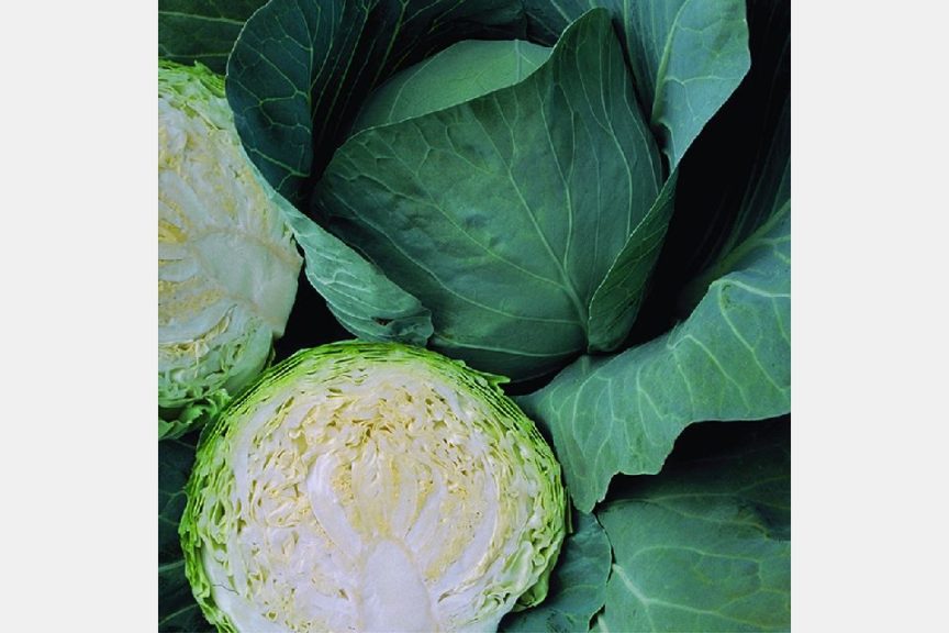 Detail Cabbage Varieties Pictures Nomer 47