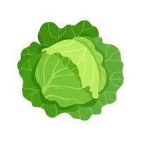 Detail Cabbage Vector Nomer 2