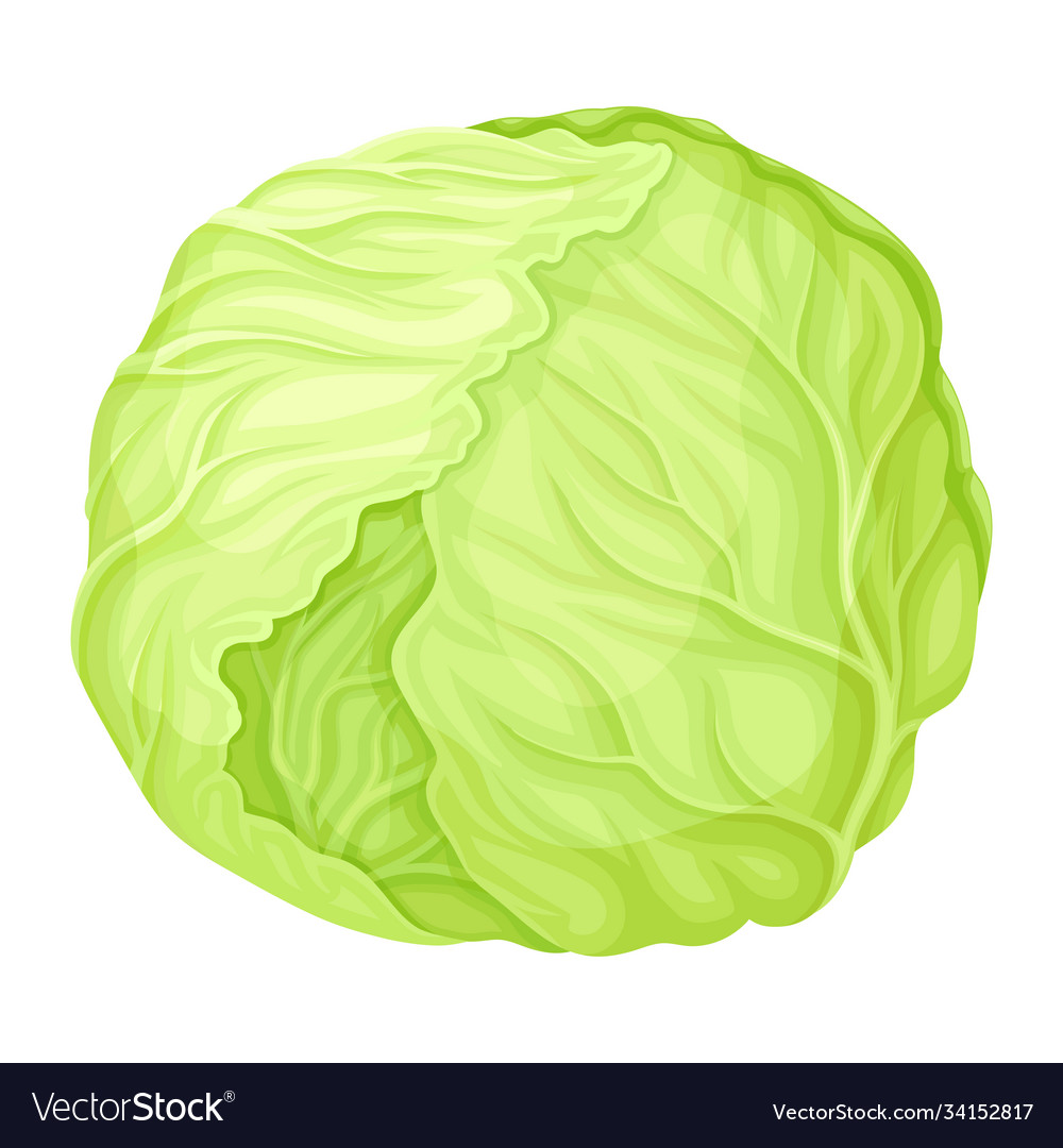 Detail Cabbage Vector Nomer 11