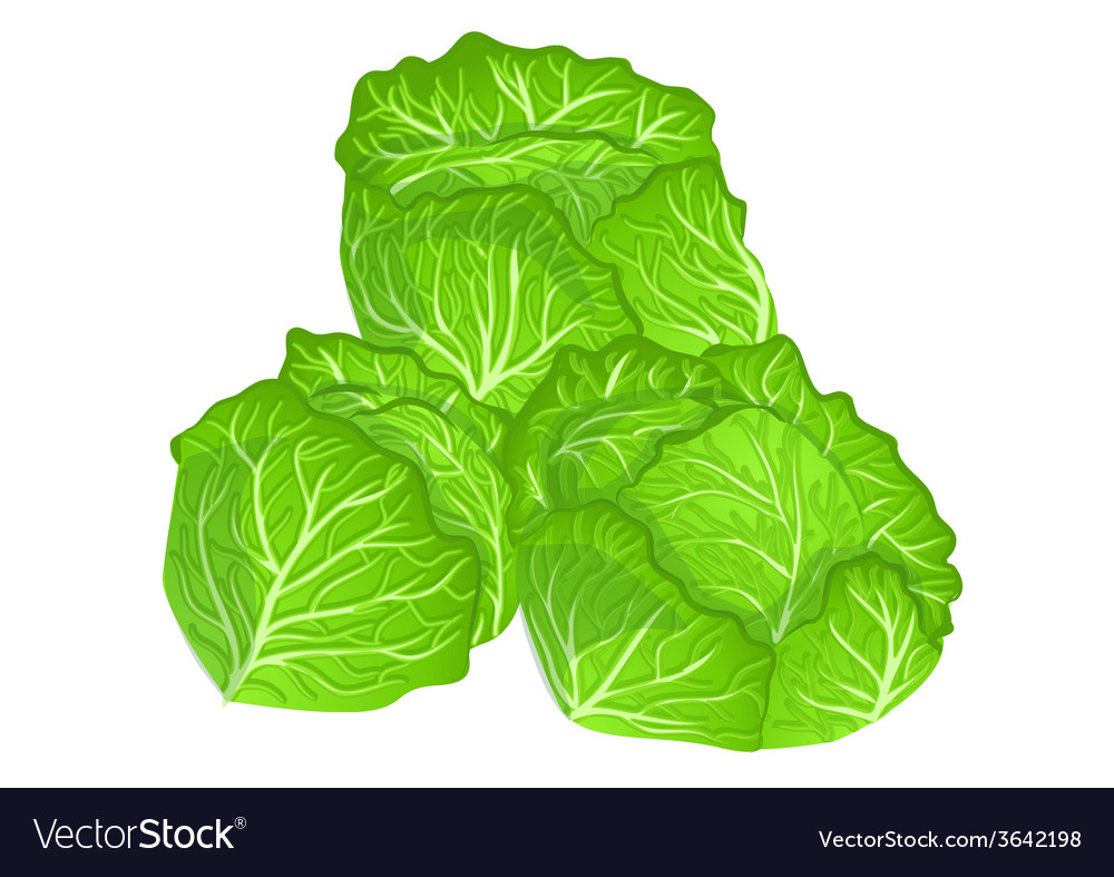 Detail Cabbage Vector Nomer 13