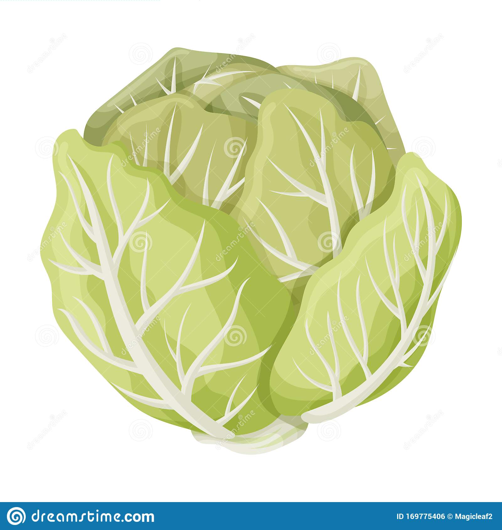 Detail Cabbage Vector Nomer 14