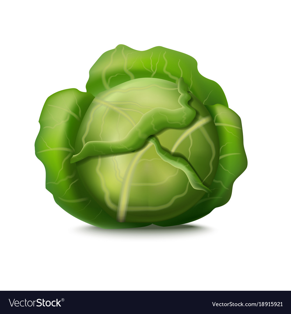 Detail Cabbage Vector Nomer 15