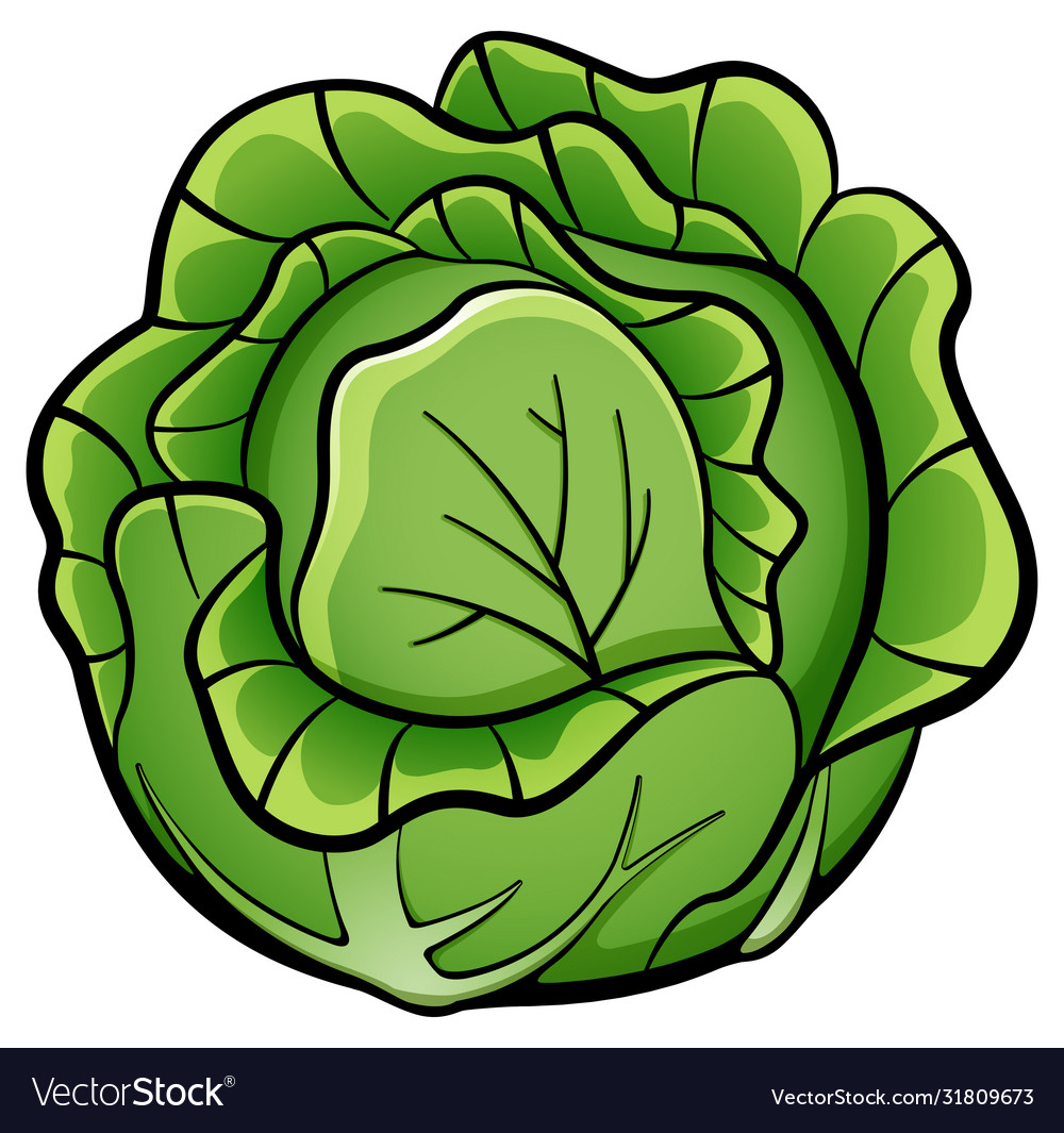 Detail Cabbage Vector Nomer 16