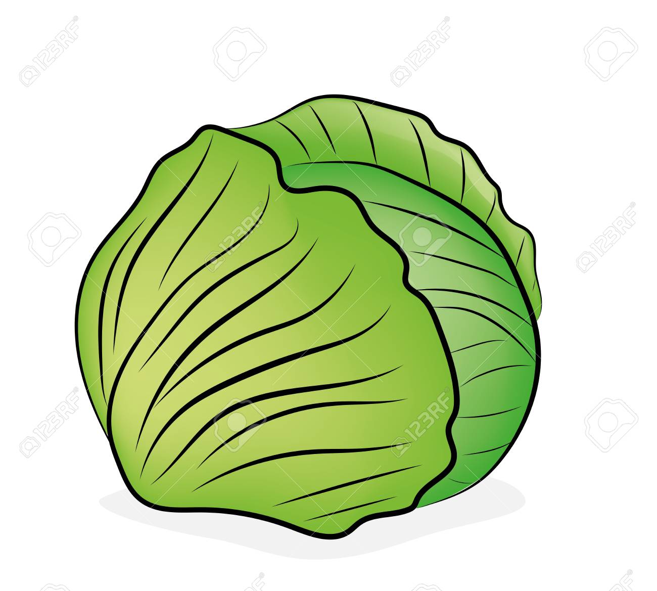 Detail Cabbage Vector Nomer 17