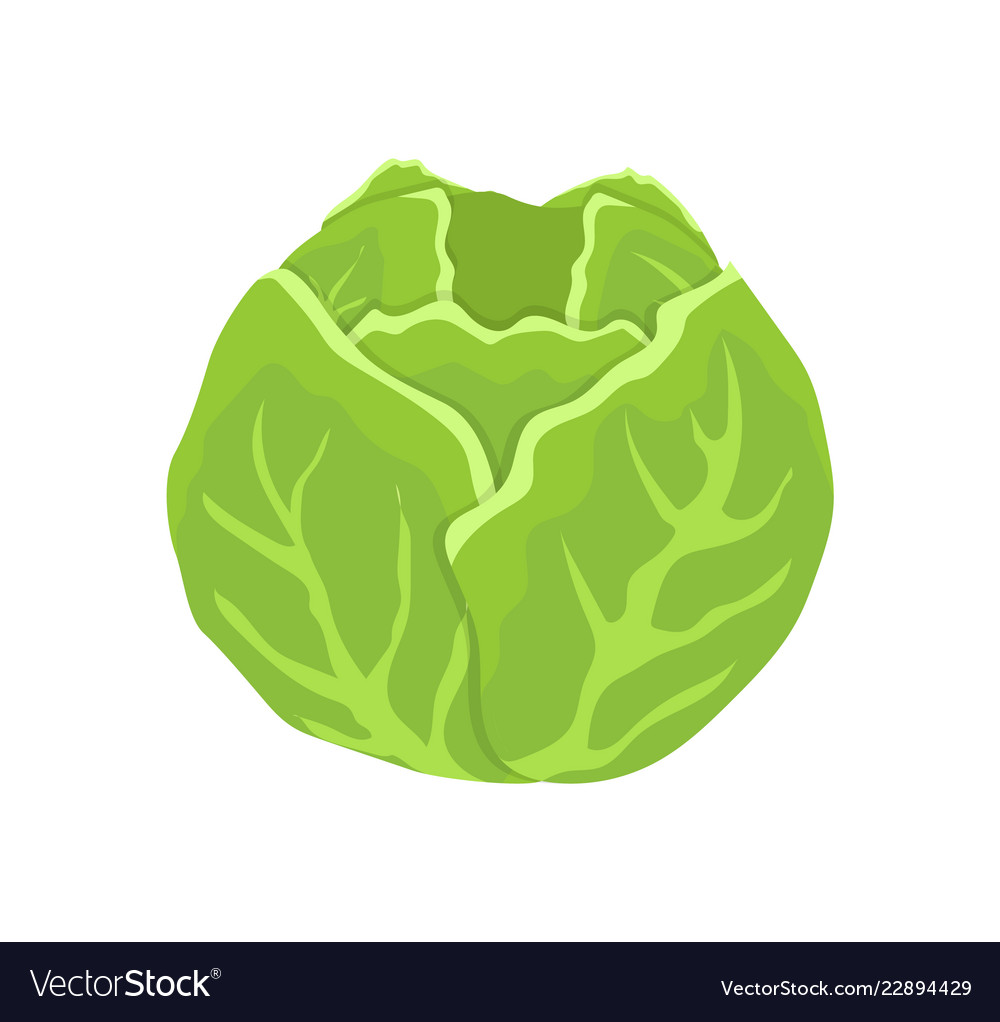 Detail Cabbage Vector Nomer 18