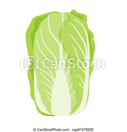 Detail Cabbage Vector Nomer 19