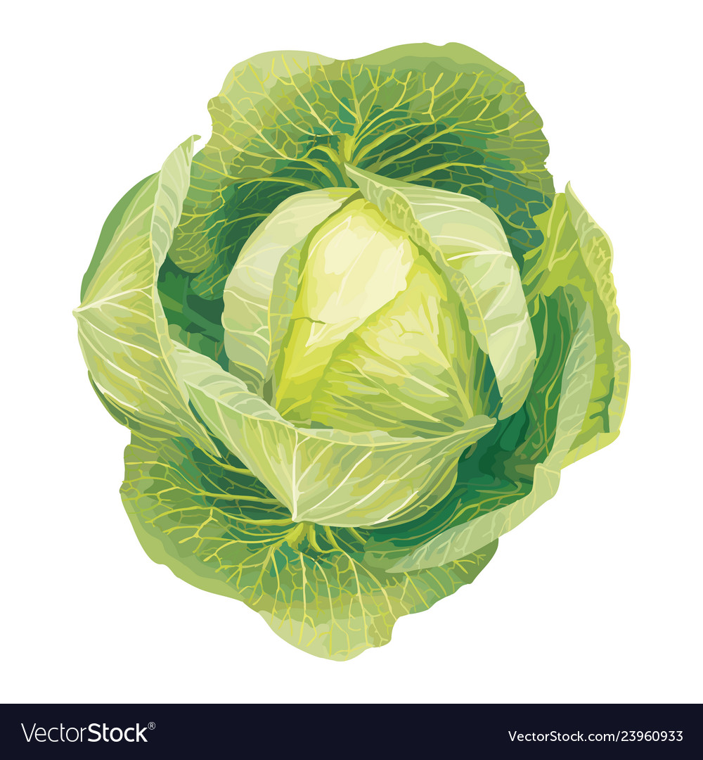 Detail Cabbage Vector Nomer 20