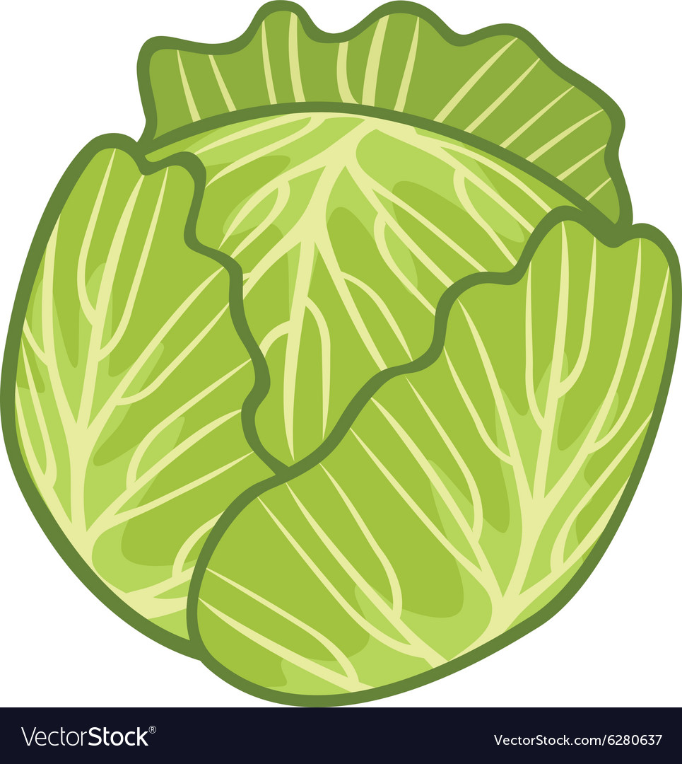 Detail Cabbage Vector Nomer 3