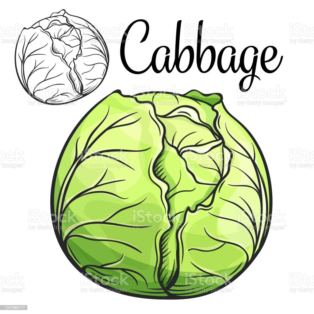 Detail Cabbage Vector Nomer 21