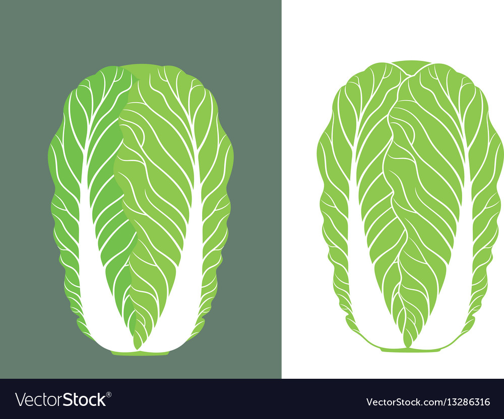 Detail Cabbage Vector Nomer 22