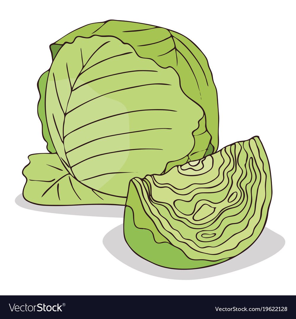 Detail Cabbage Vector Nomer 23