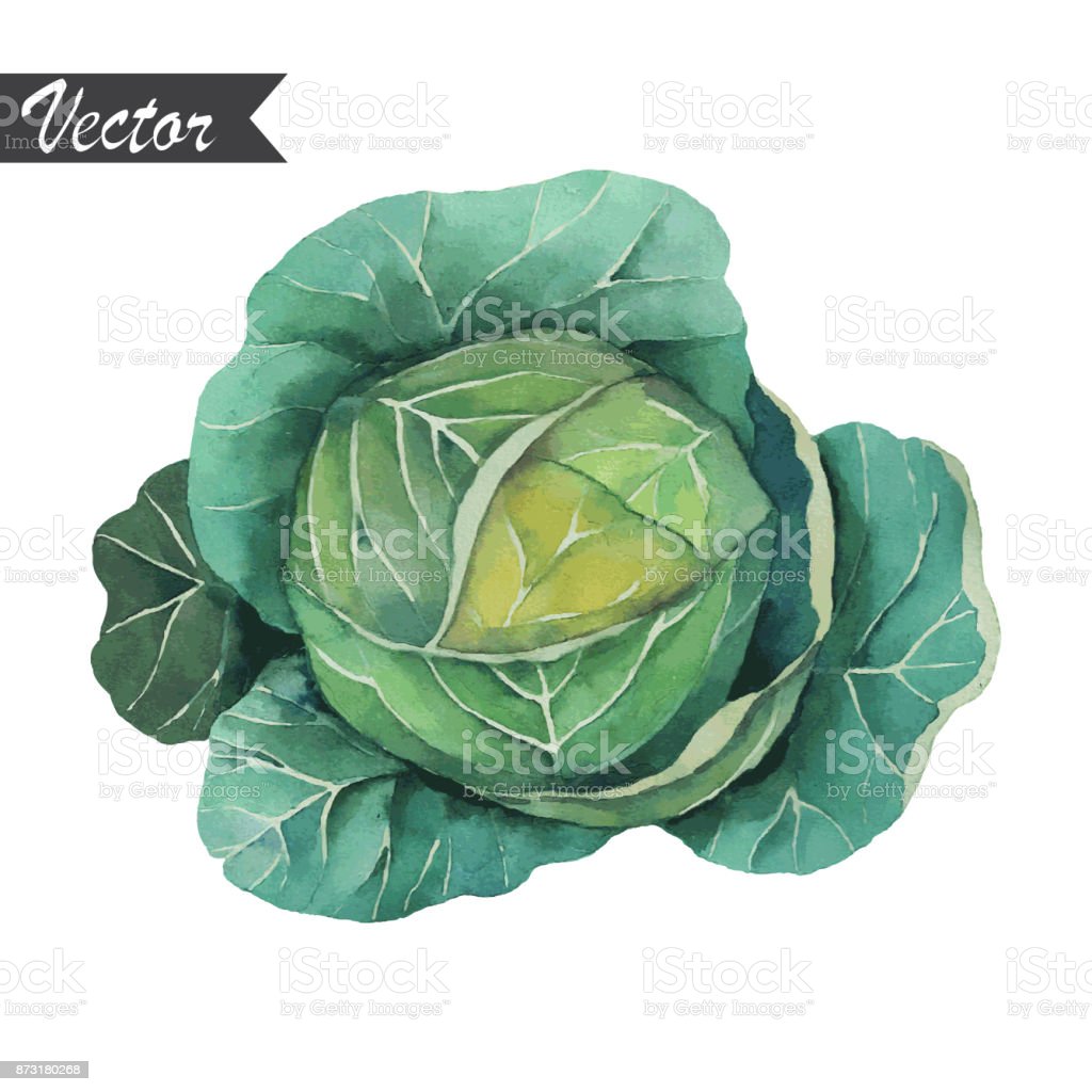 Detail Cabbage Vector Nomer 24