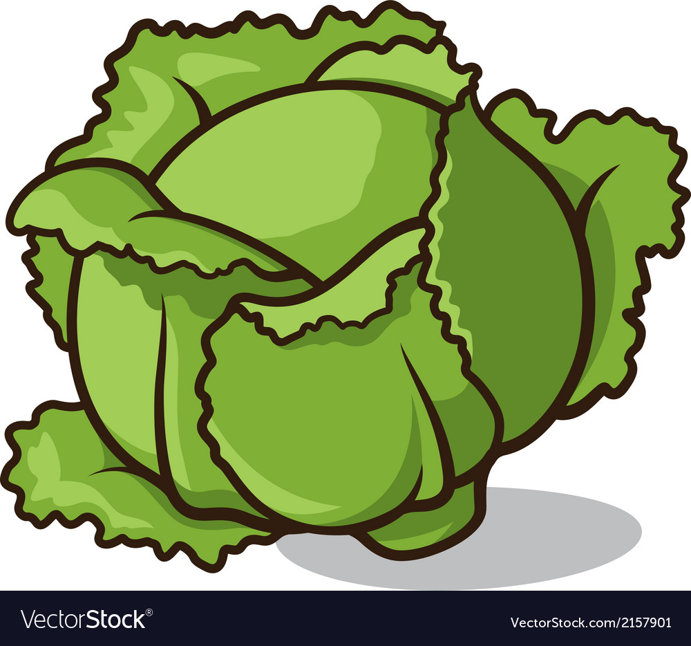 Detail Cabbage Vector Nomer 25