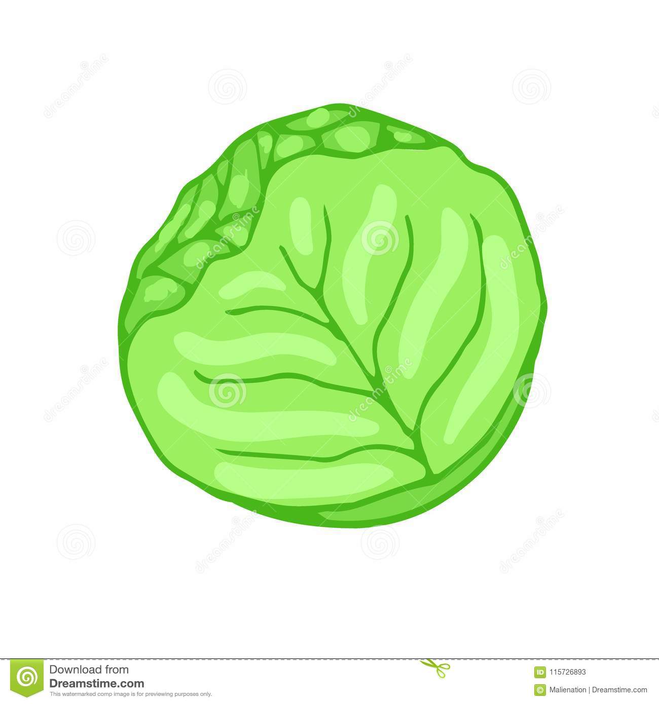 Detail Cabbage Vector Nomer 26