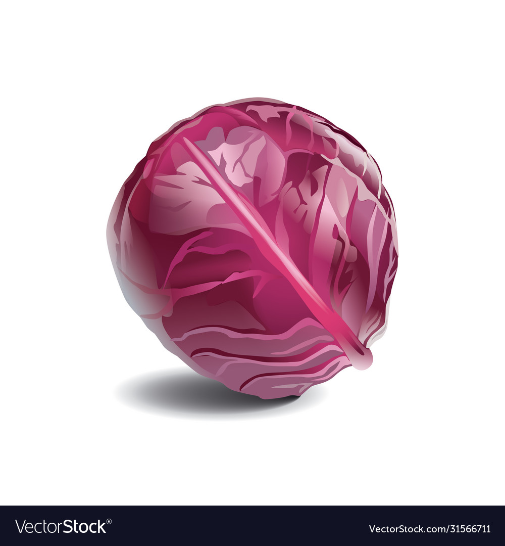 Detail Cabbage Vector Nomer 27