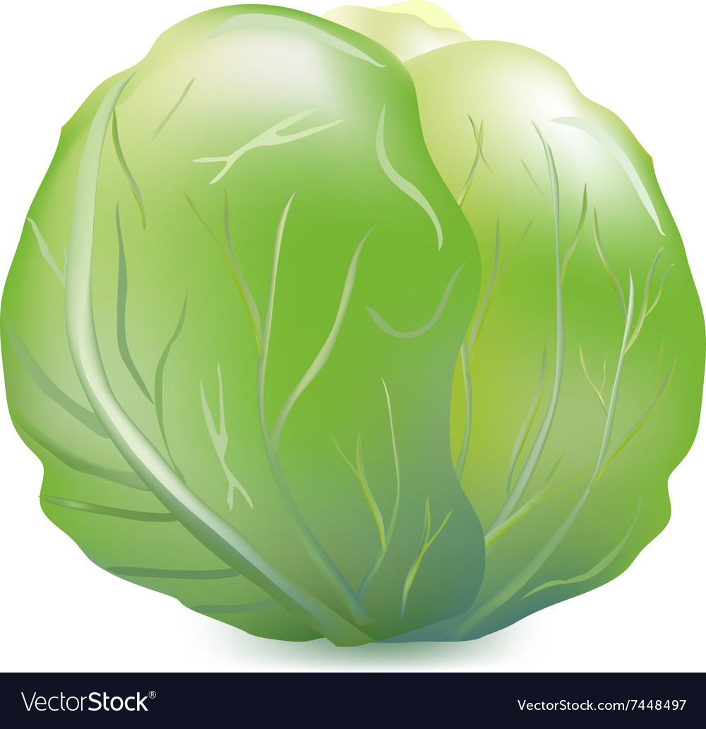 Detail Cabbage Vector Nomer 28