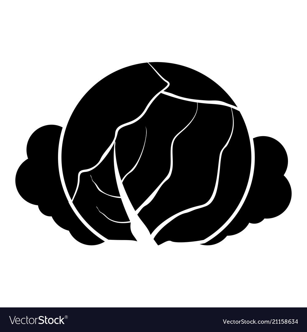 Detail Cabbage Vector Nomer 29