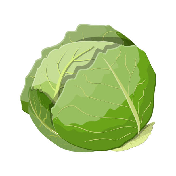 Detail Cabbage Vector Nomer 4