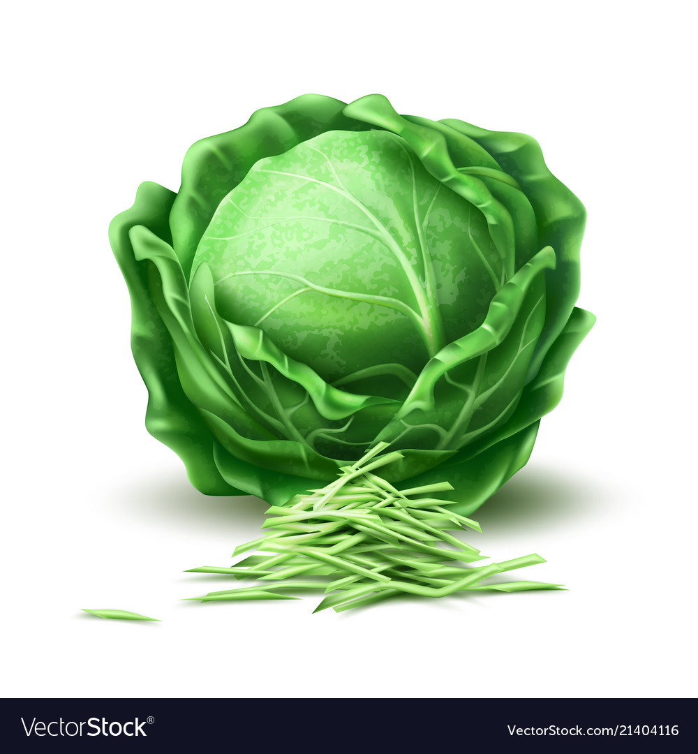 Detail Cabbage Vector Nomer 30