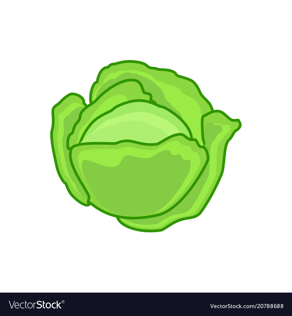 Detail Cabbage Vector Nomer 31