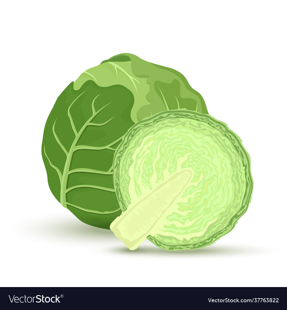 Detail Cabbage Vector Nomer 33