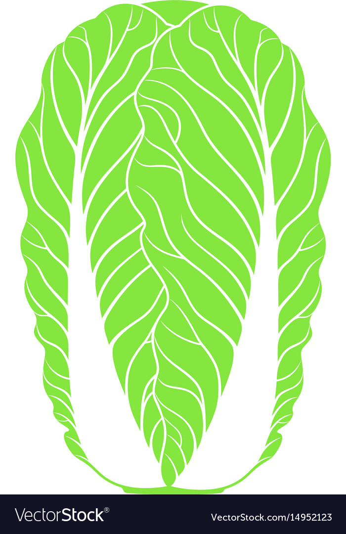 Detail Cabbage Vector Nomer 34