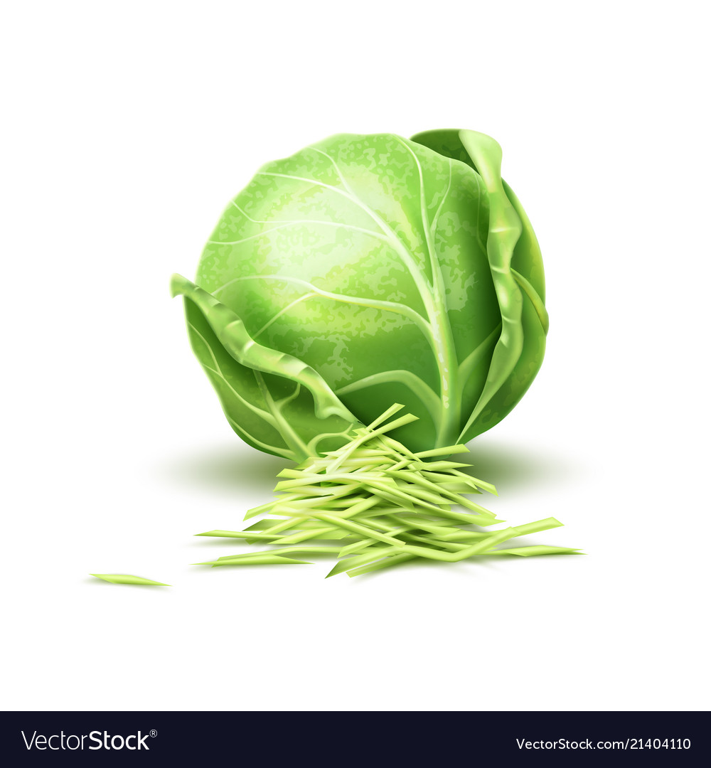 Detail Cabbage Vector Nomer 35