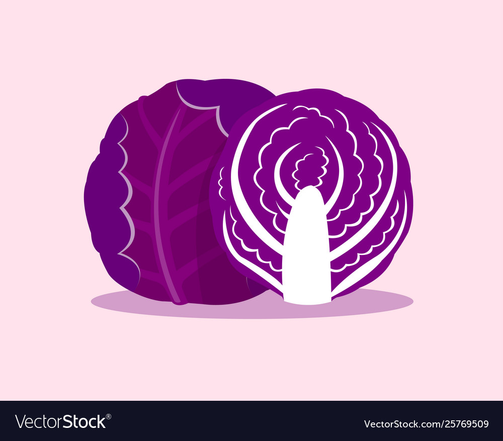 Detail Cabbage Vector Nomer 37