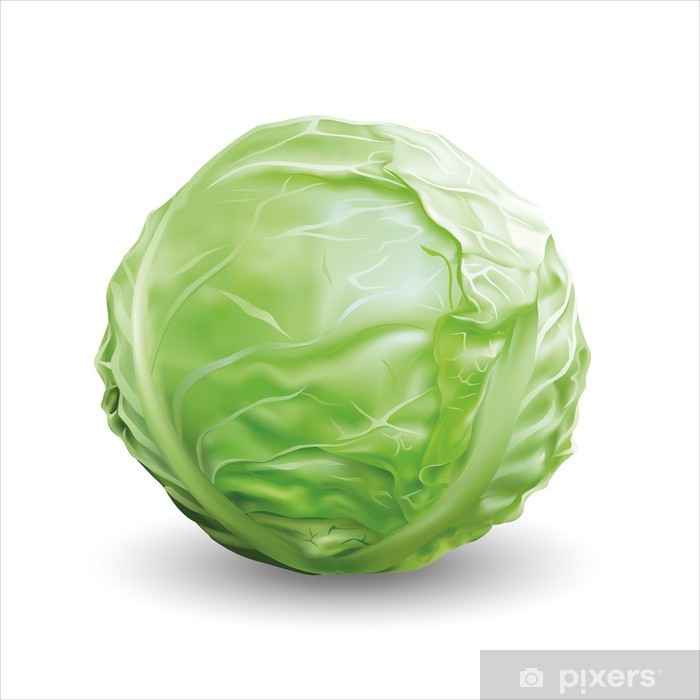 Detail Cabbage Vector Nomer 39