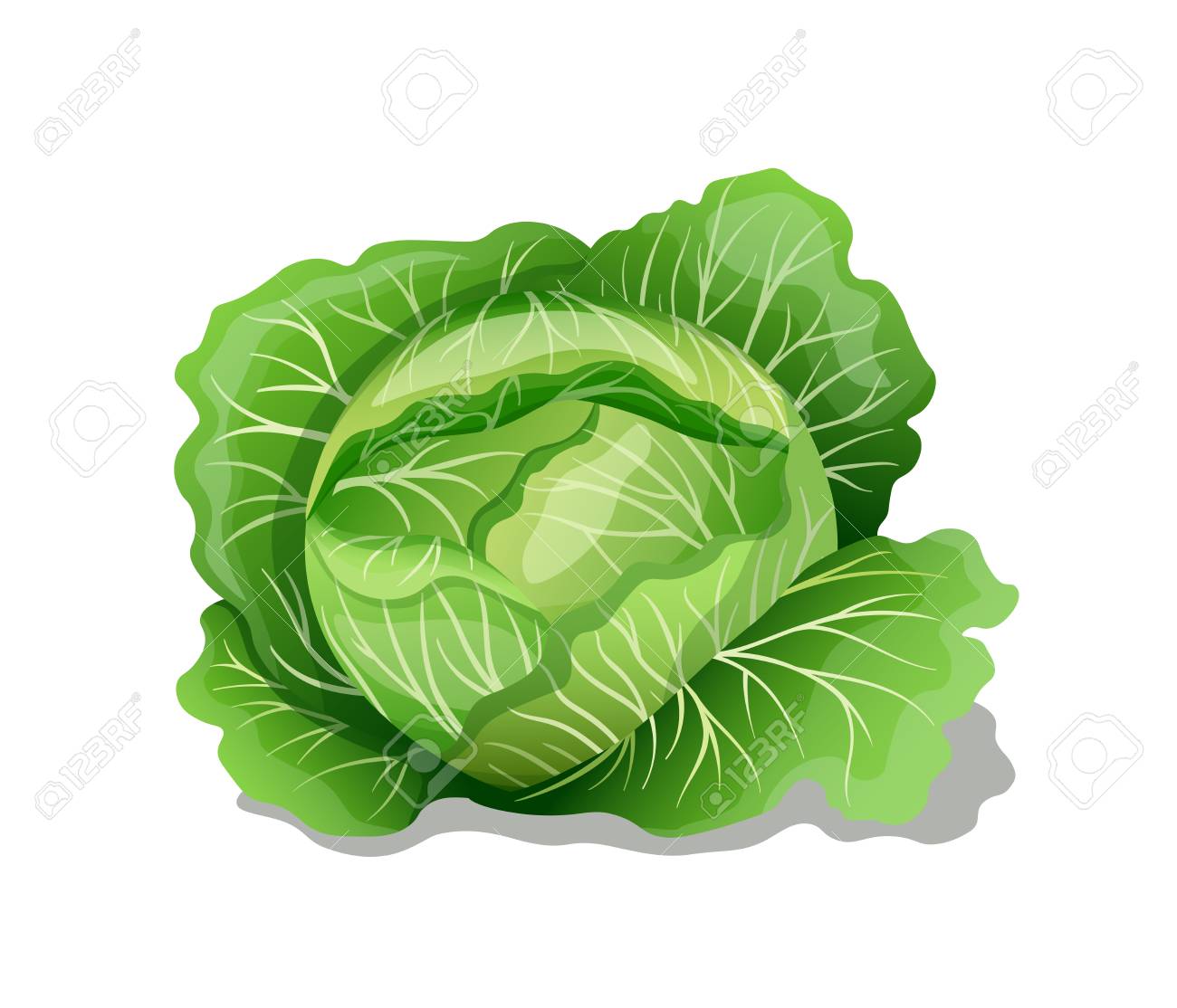 Detail Cabbage Vector Nomer 5