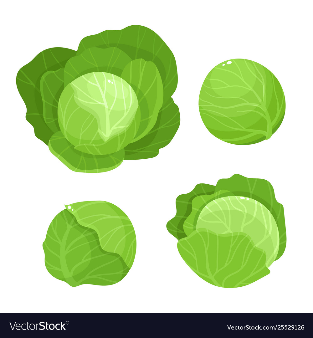 Detail Cabbage Vector Nomer 41