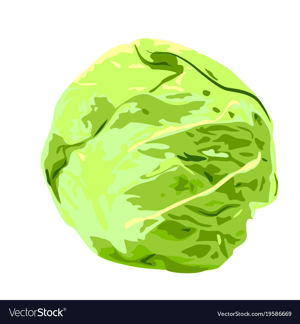 Detail Cabbage Vector Nomer 42