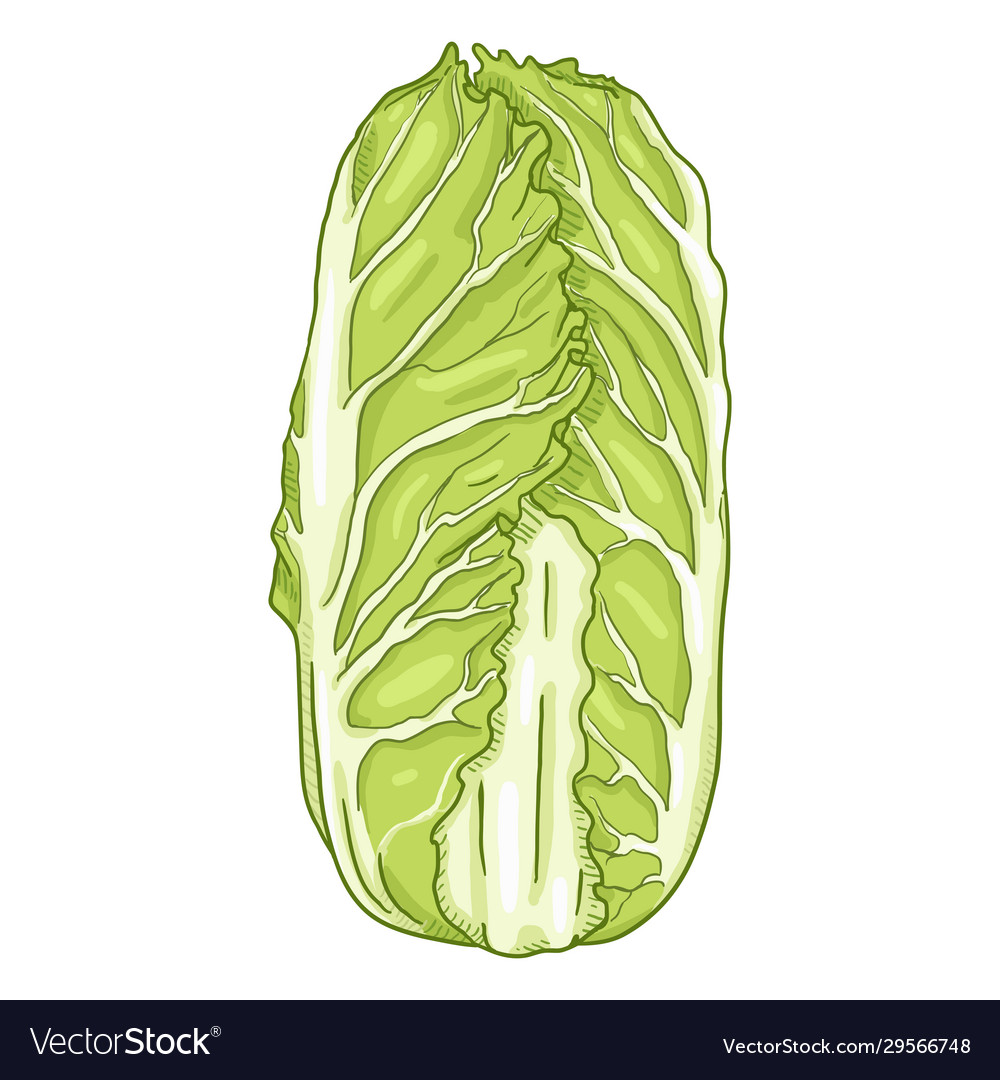 Detail Cabbage Vector Nomer 43