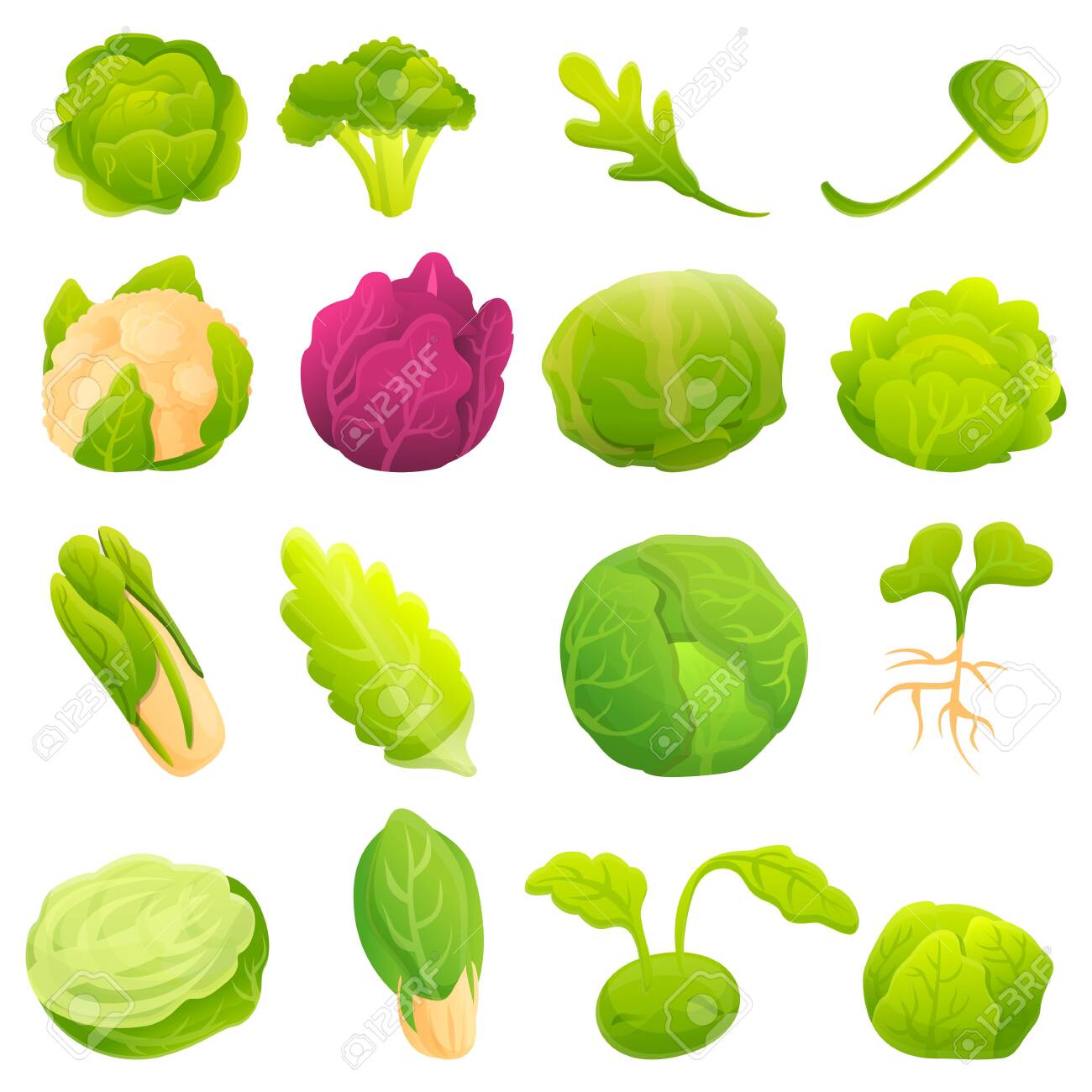 Detail Cabbage Vector Nomer 44