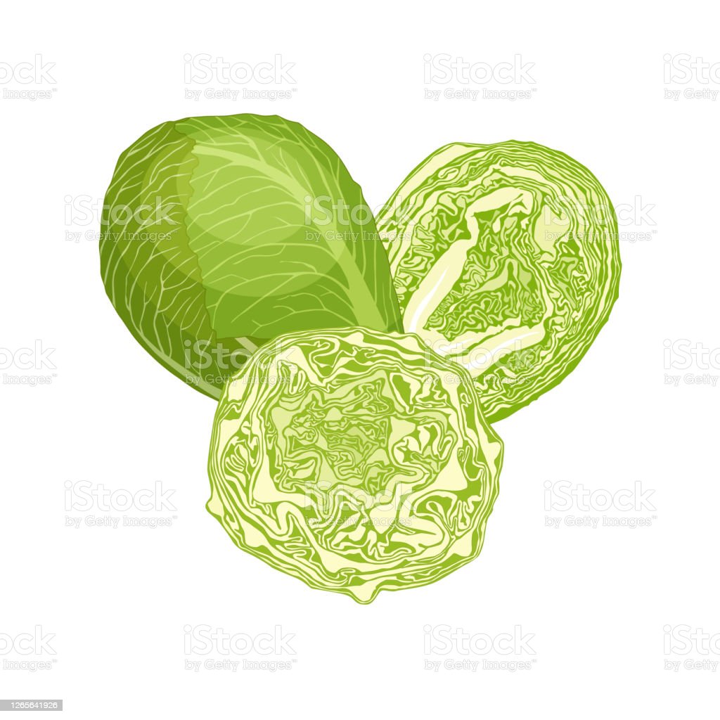 Detail Cabbage Vector Nomer 45