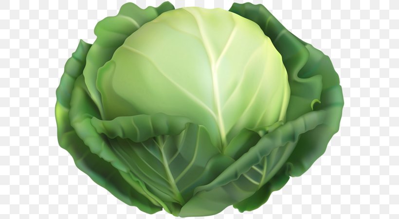 Detail Cabbage Vector Nomer 46