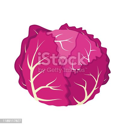 Detail Cabbage Vector Nomer 47