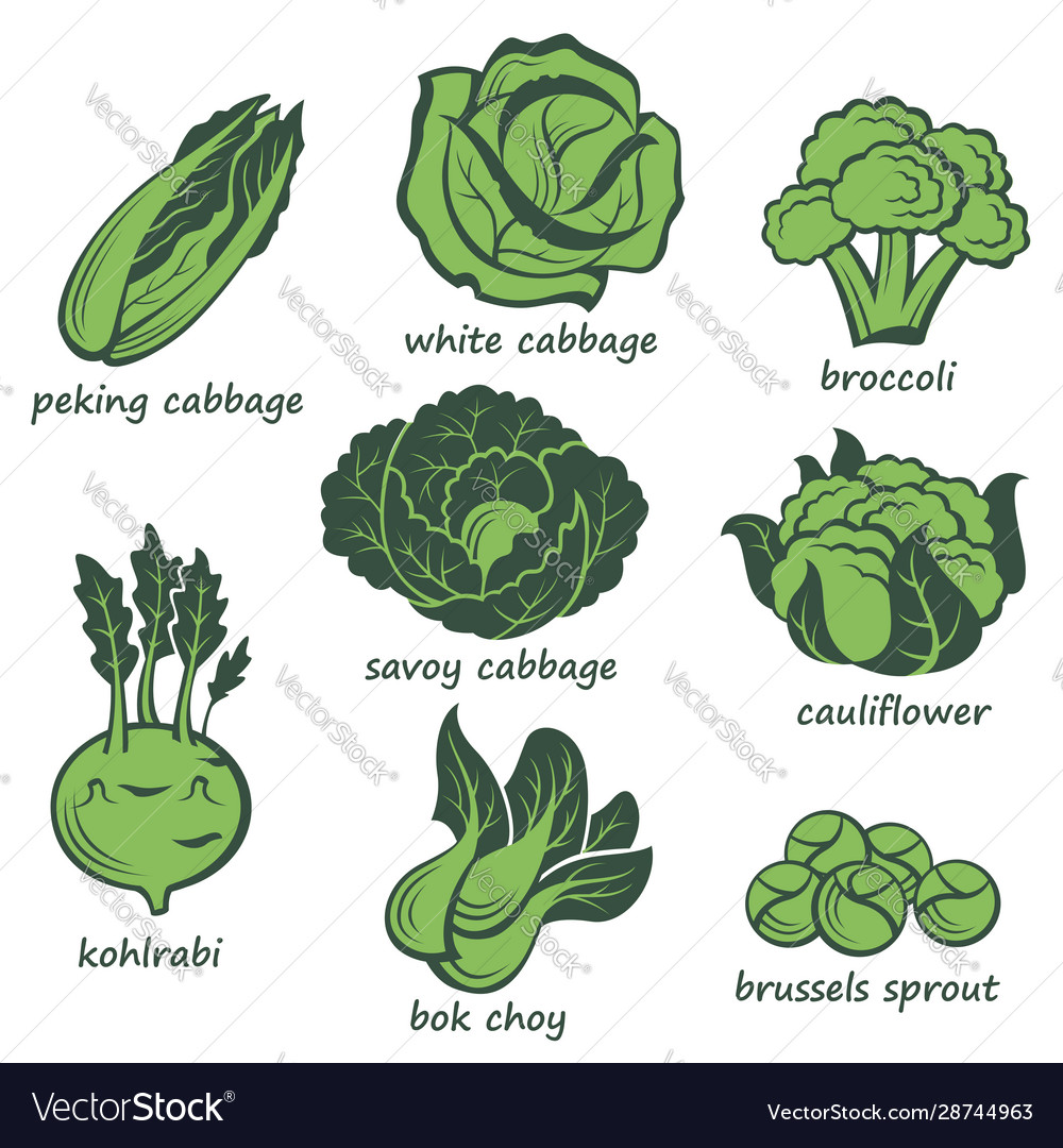 Detail Cabbage Vector Nomer 48