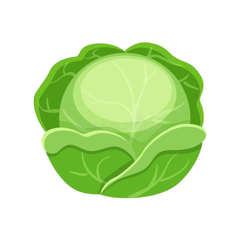 Detail Cabbage Vector Nomer 6